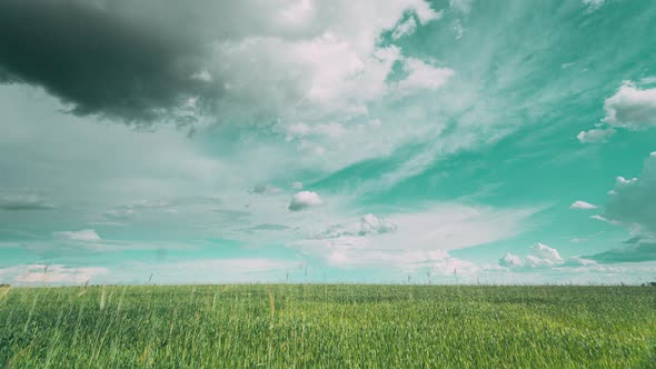 Light Blue Toned Sky Above Countryside Rural Field Landscape With Young Green Wheat Sprouts In alt
