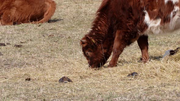 Charolais and Chandler Herefords Cow Eating at Autumn Field alt
