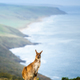 Deep Creek Kangaroo 13 - PhotoDune Item for Sale