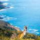 Deep Creek Kangaroo 6 - PhotoDune Item for Sale