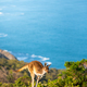 Deep Creek Kangaroo 7 - PhotoDune Item for Sale