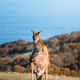 Deep Creek Kangaroo 14 - PhotoDune Item for Sale