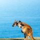 Deep Creek Kangaroo 12 - PhotoDune Item for Sale