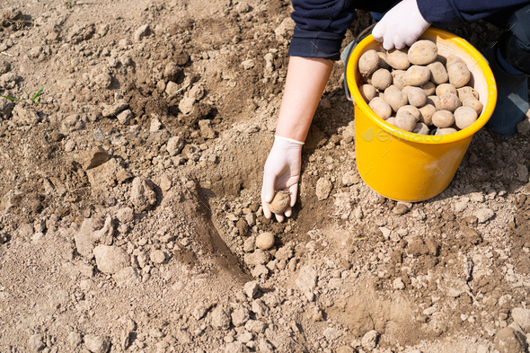 Planting potatoes in the ground. Early spring preparation for the garden season.