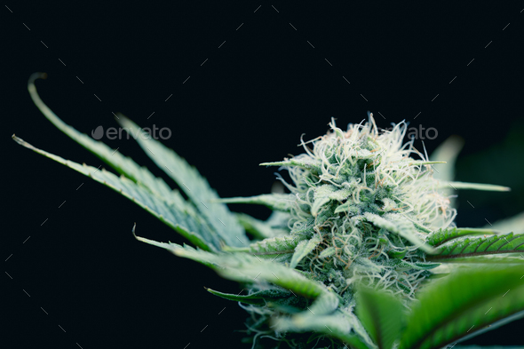 Closeup Cannabis Sativa or Cannabis Indica hemp flower bud with space ...