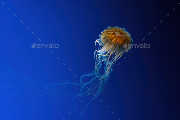 Jellyfish swimming underwater aquarium pool. - Stock Photo - Images