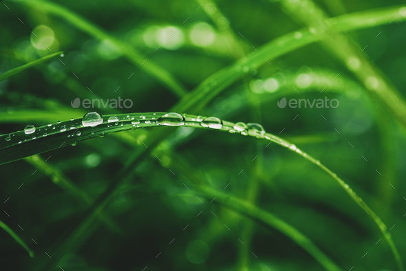 Water drops on grass blade, close-up - Stock Photo - Images
