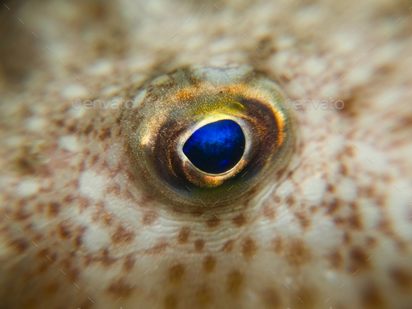 Blue eye of a baby puffer fish  - Stock Photo - Images