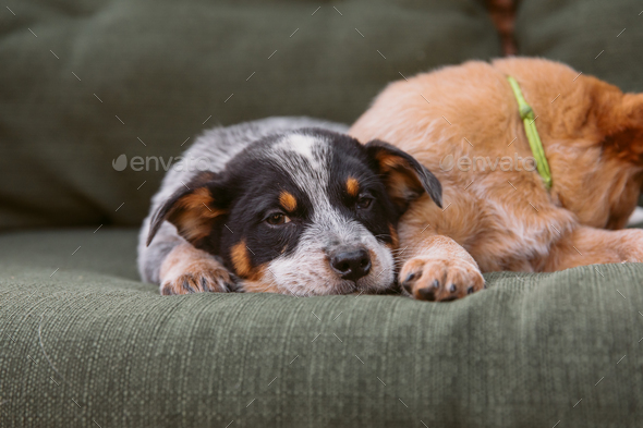 Adorable Blue Heeler puppy naps peacefully on a cozy couch, resting its ...