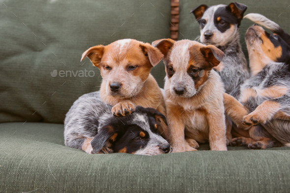 Adorable Blue Heeler puppy naps peacefully on a cozy couch, resting its ...