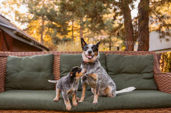 Adorable Blue Heeler puppy cuddles with loving mother on a cozy couch ...