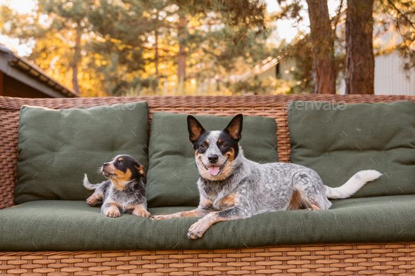 Adorable Blue Heeler puppy cuddles with loving mother on a cozy couch ...