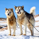 Sled dogs in Greenland - PhotoDune Item for Sale