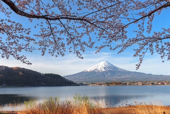 Fuji Mountain During Spring Season with Cherry Blossoms - Stock Photo - Images