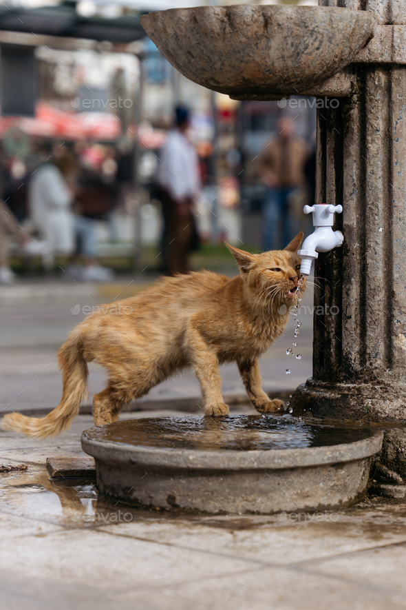 Candid portrait of red stray skinny cat drinking water from fountain.