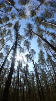 Vertical Video of the Forest Landscape Slow Motion alt