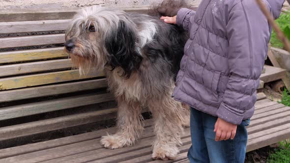 Child combing big black white fluffy dog. Care long wool thick-coated pet. Canine comb alt