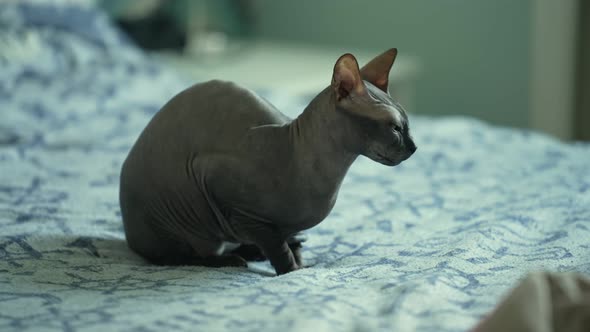 Beautiful Gray Sphynx Cat in the House Sitting on the Floor