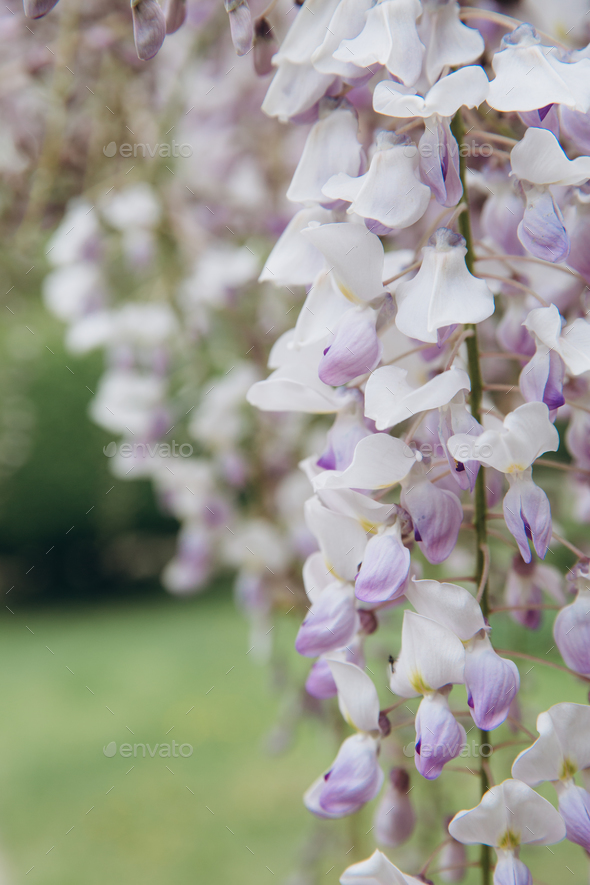 The tree of wisteria featuring flowers white. The botanical family of ...