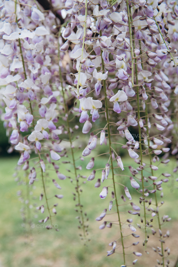 The tree of wisteria featuring flowers white. The botanical family of ...