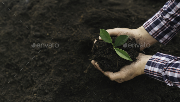 Planting a tree. Close up on young man planting the tree while working in the garden. - Stock Photo - Images
