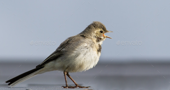White wagtail, Motacilla alba. A young bird singing - Stock Photo - Images