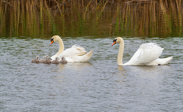 Mute swan, Cygnus olor. A male and a female float down a river with their chicks