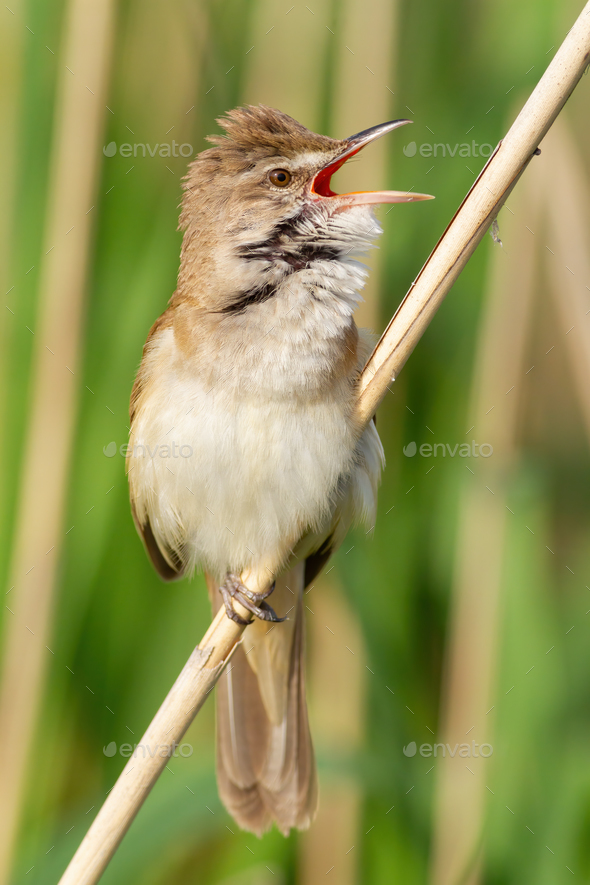 Great reed warbler, Acrocephalus arundinaceus. A bird sings while sitting on a reed stalk - Stock Photo - Images
