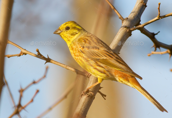 Yellowhammer, Emberiza citrinella. A bird sits on a branch - Stock Photo - Images
