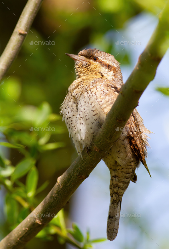 Eurasian wryneck, Jynx torquilla. A bird sits on a branch - Stock Photo - Images