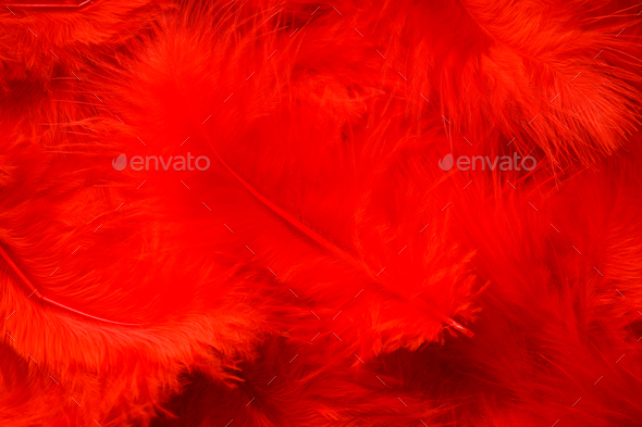 Red feathers on whole background, close up Stock Photo by