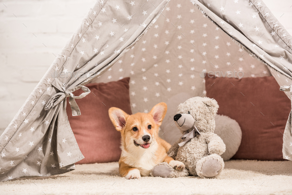 corgi teddy bear dog