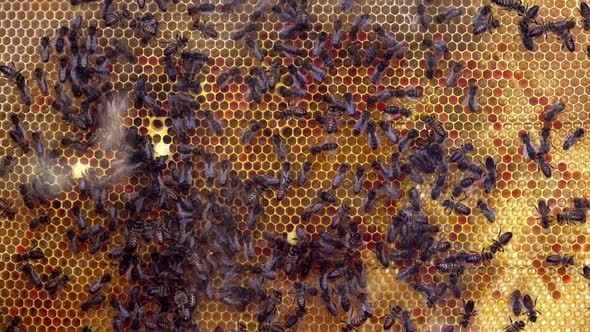 Bees on Honeycomb in Apiary 01
