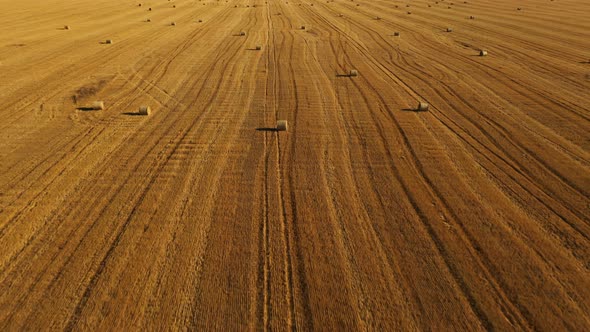 Many Bales on the Field Yellow Background. Flight Over the Haymaking Processed Into Round Bales