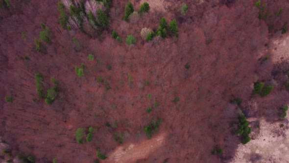 Aerial View of Beautiful Forest with Meadows During Spring Season in Carpathian Mountains National alt