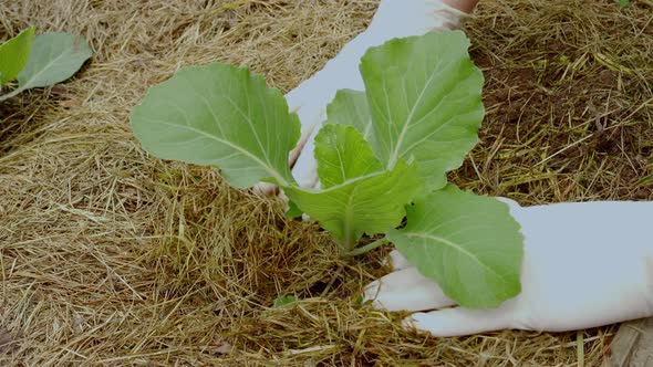 Mulching with Dried Cut Grass of Young Cabbage Plant