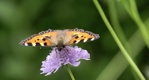 Butterflies And Bees