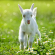 White little goat standing on green grass with daisy flowers on a sunny day - PhotoDune Item for Sale