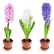 Vibrant multicolored hyacinth spring flowers isolated on white background - PhotoDune Item for Sale