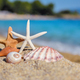 Shells and starfish on the beach against the background of the sea - PhotoDune Item for Sale