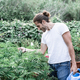 caucasian guy standing caring and stroking the leaves of marijuana plants happy smiling - PhotoDune Item for Sale