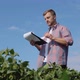 A Young Farmer Makes Notes in a Tablet About the Peculiarities of Soybean Growth in the Field - VideoHive Item for Sale