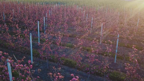 Rows of an Apple Farm Where Apple Trees are Grown alt