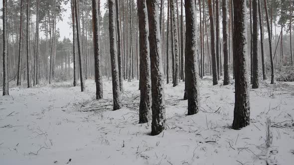 The trees of the pine forest are covered with snow.