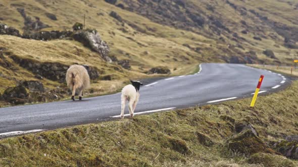 Lamb And Sheep Walking Along Road alt