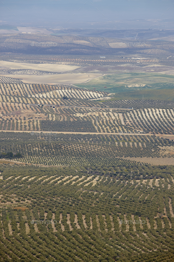Olive tree fields in Andalusia. Spanish agricultural harvest landscape