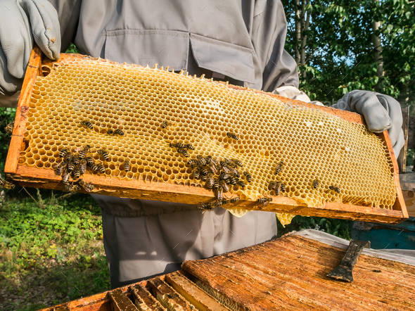 Beekeeper removing honeycomb from beehive. Person in beekeeper suit taking honey from hive. Farmer - Stock Photo - Images