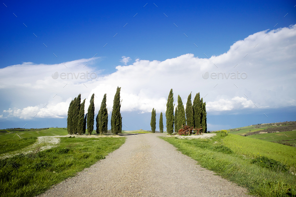 Photographic documentation of the cypresses in the province of Siena - Stock Photo - Images