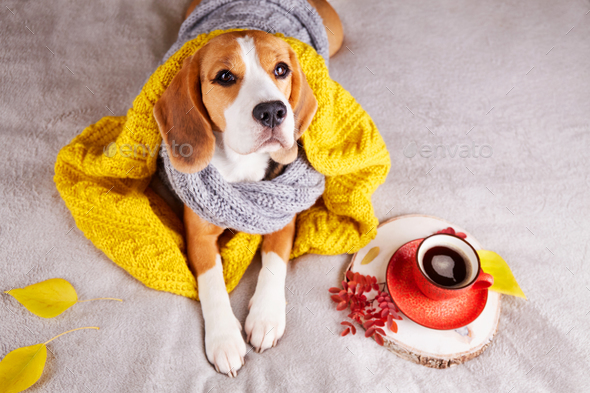 A beagle dog, wrapped in knitted clothes and a blanket, is lying on the bed.