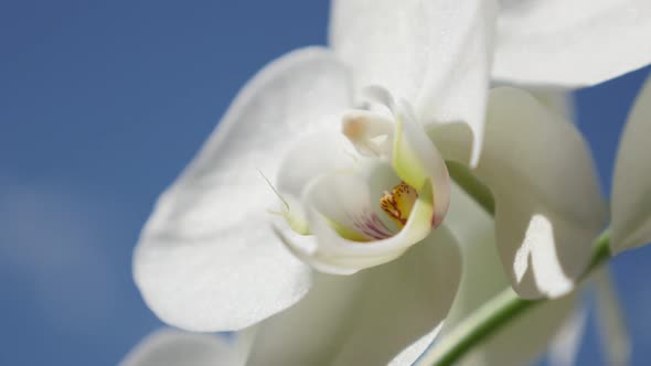 Shallow DOF moth orchid plant and blue sky 4K 2160p 30fps UltraHD footage - White Phalaenopsis amabi alt